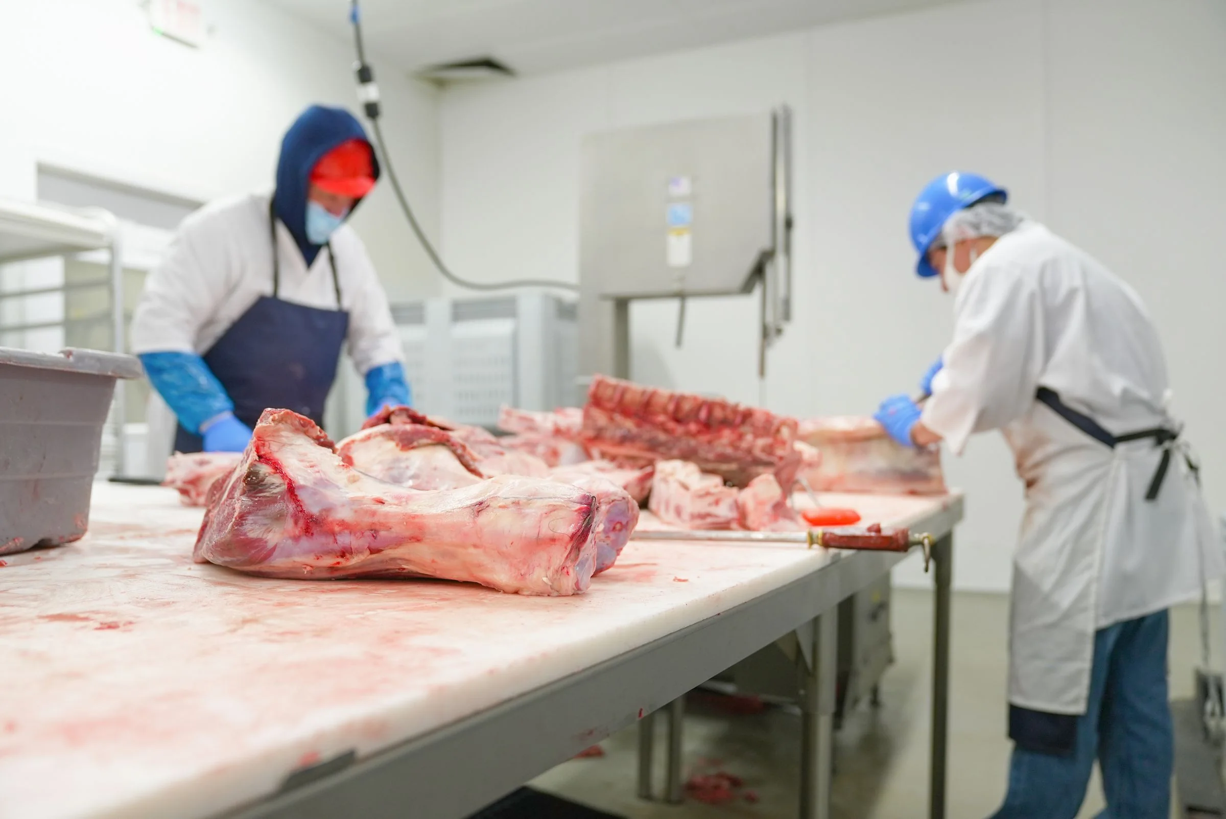 Boning room work at a meat processing plant